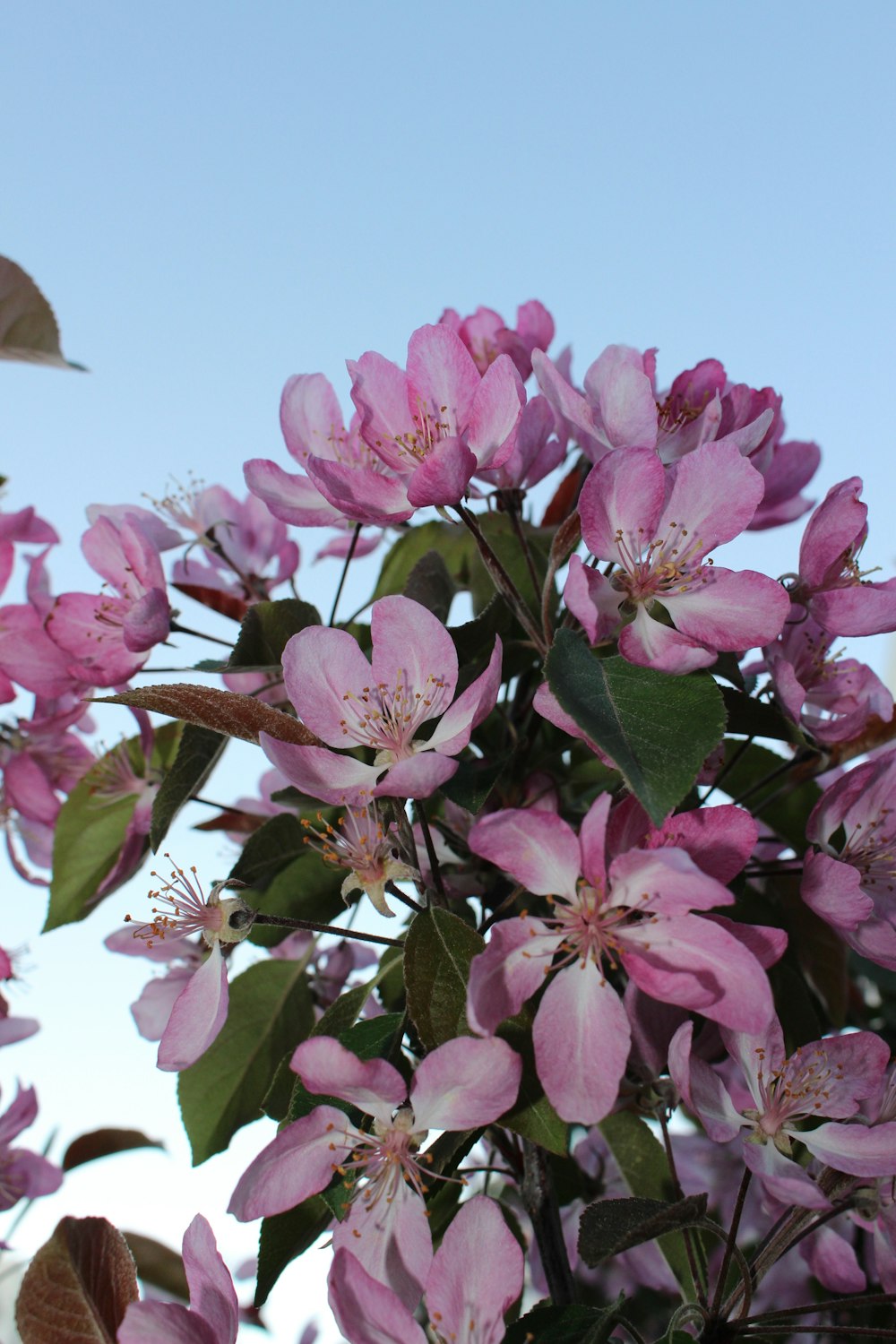 a group of pink flowers