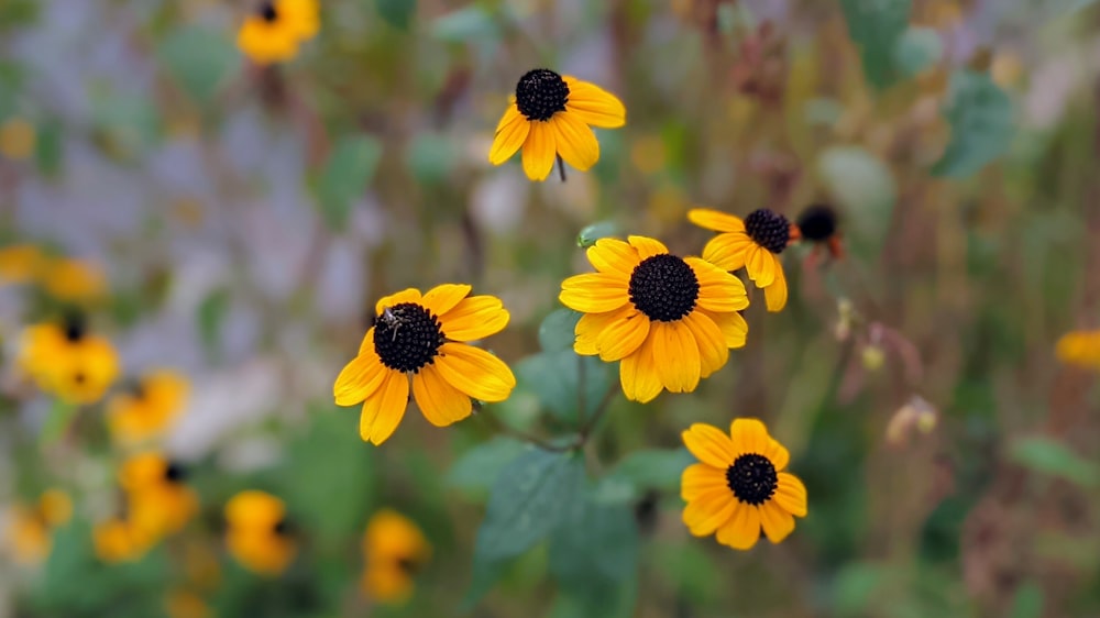 a bee on a yellow flower