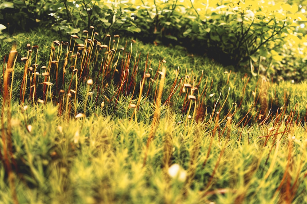 a field of tall grass