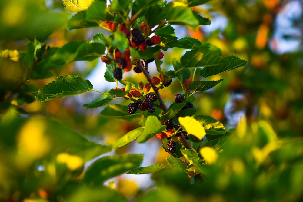 a close up of some berries