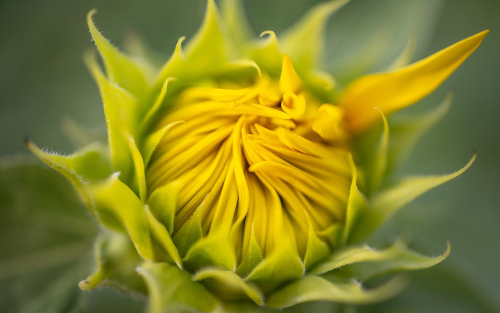 a close up of a flower