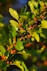 Mulberries