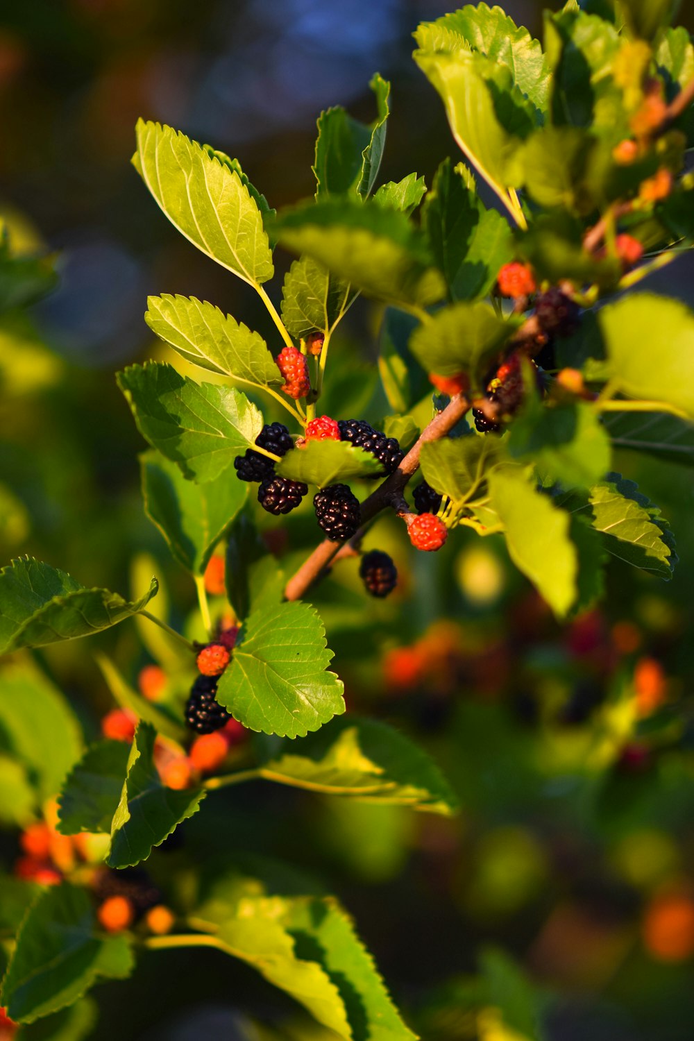 a close up of some berries