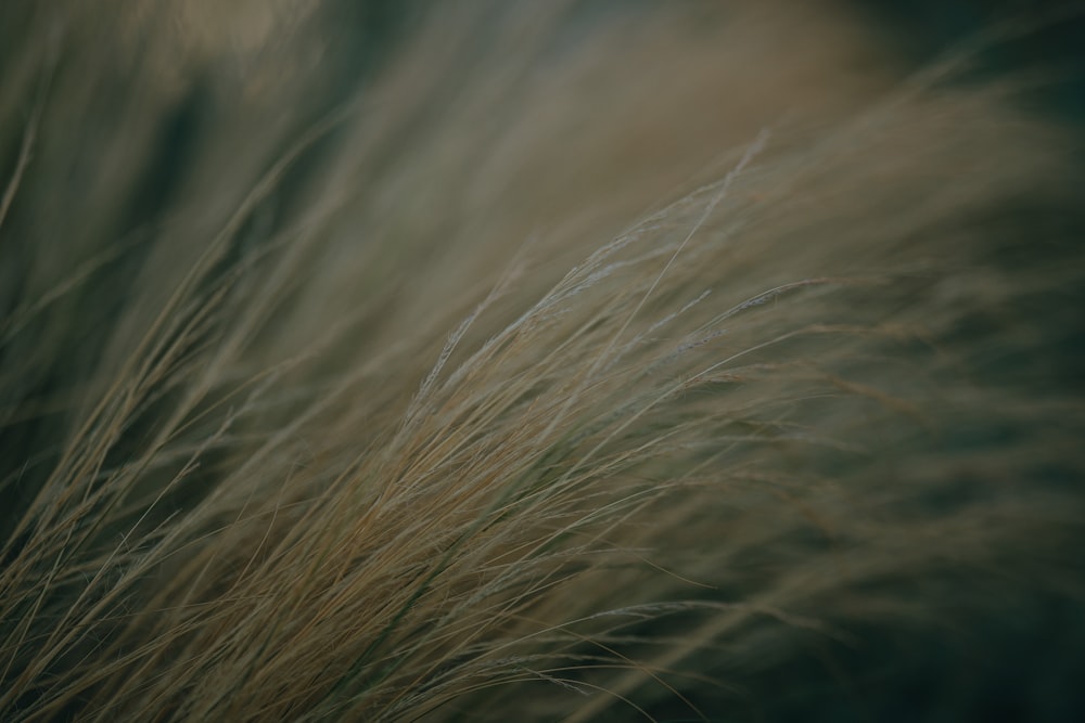 close up of a grass