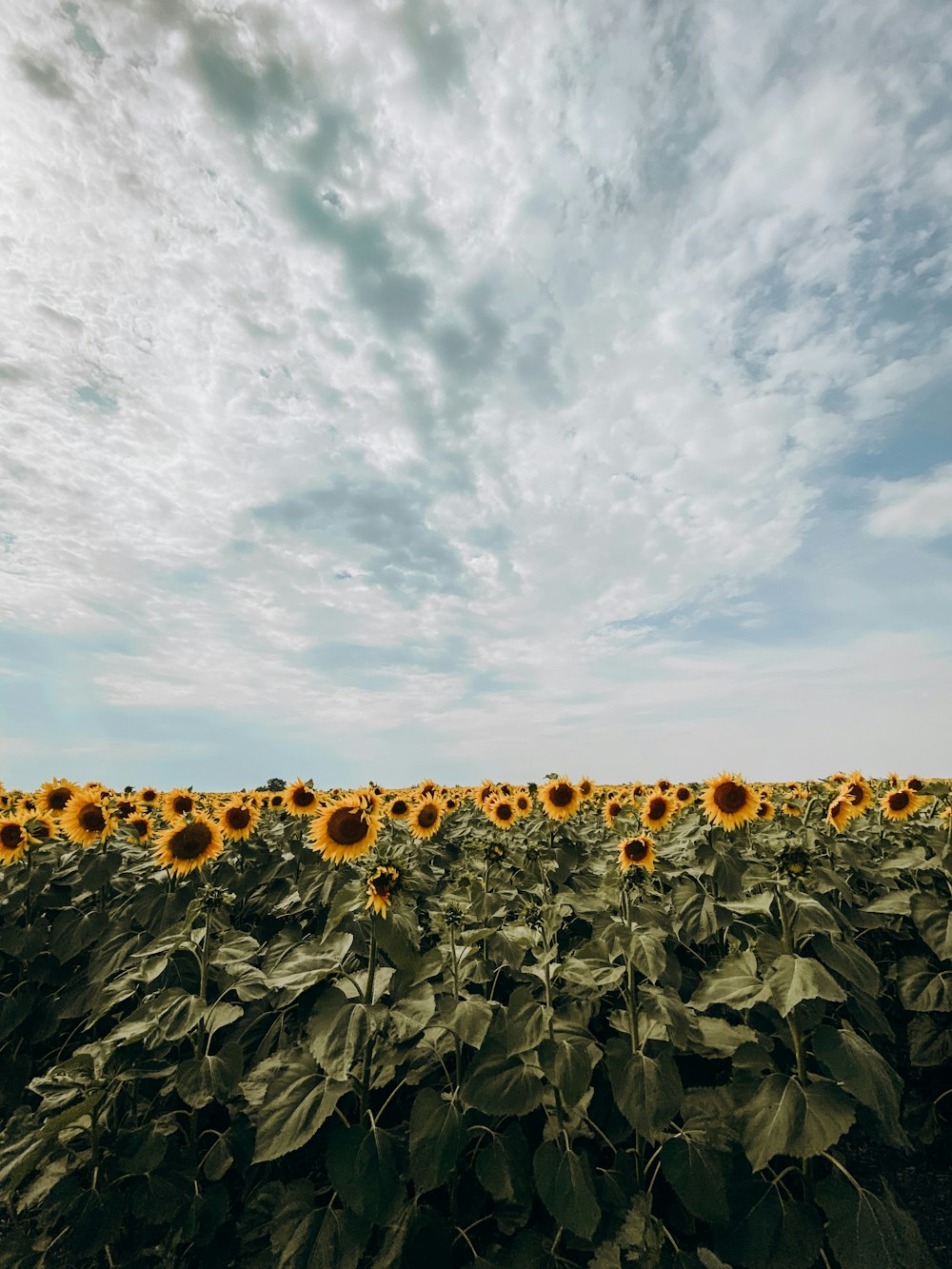 a field of sunflowers