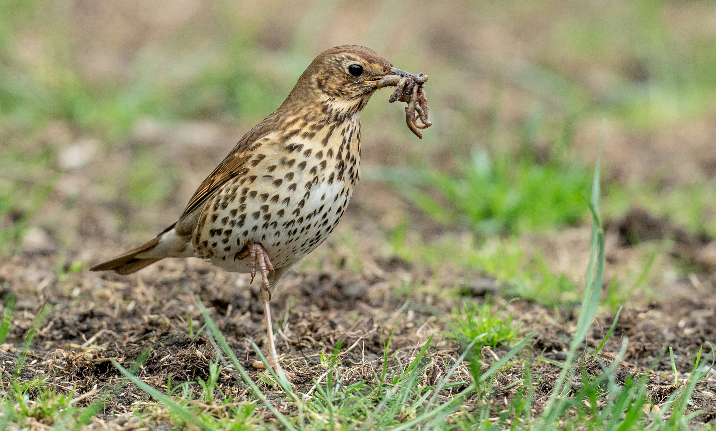 Early Bird nel suo habitat naturale