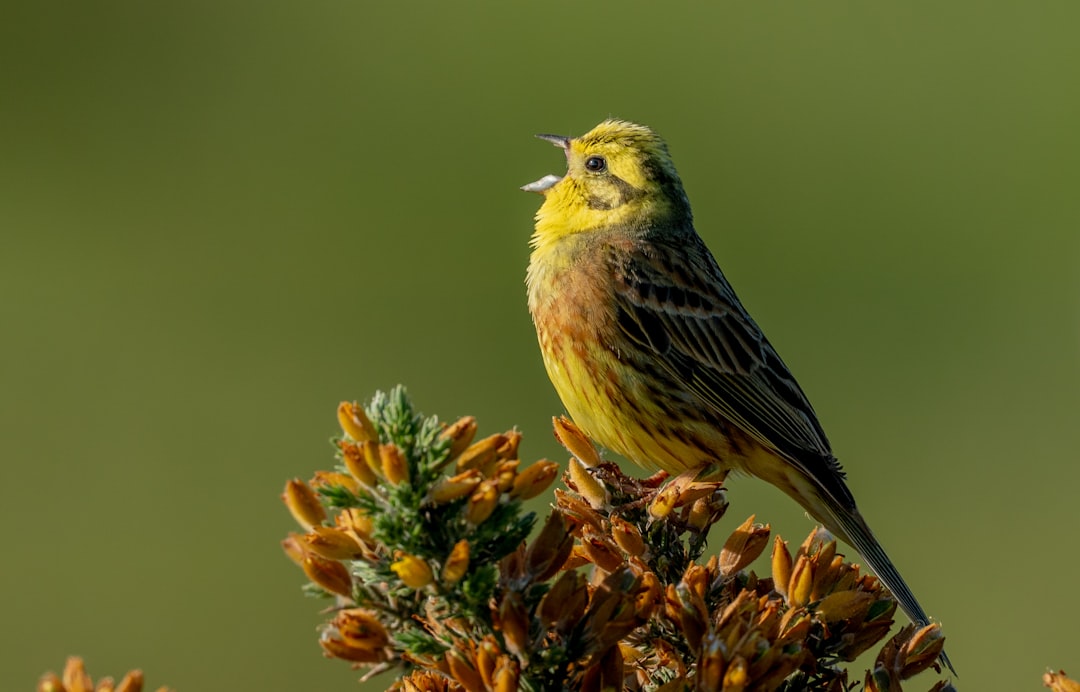 a bird sitting on a plant