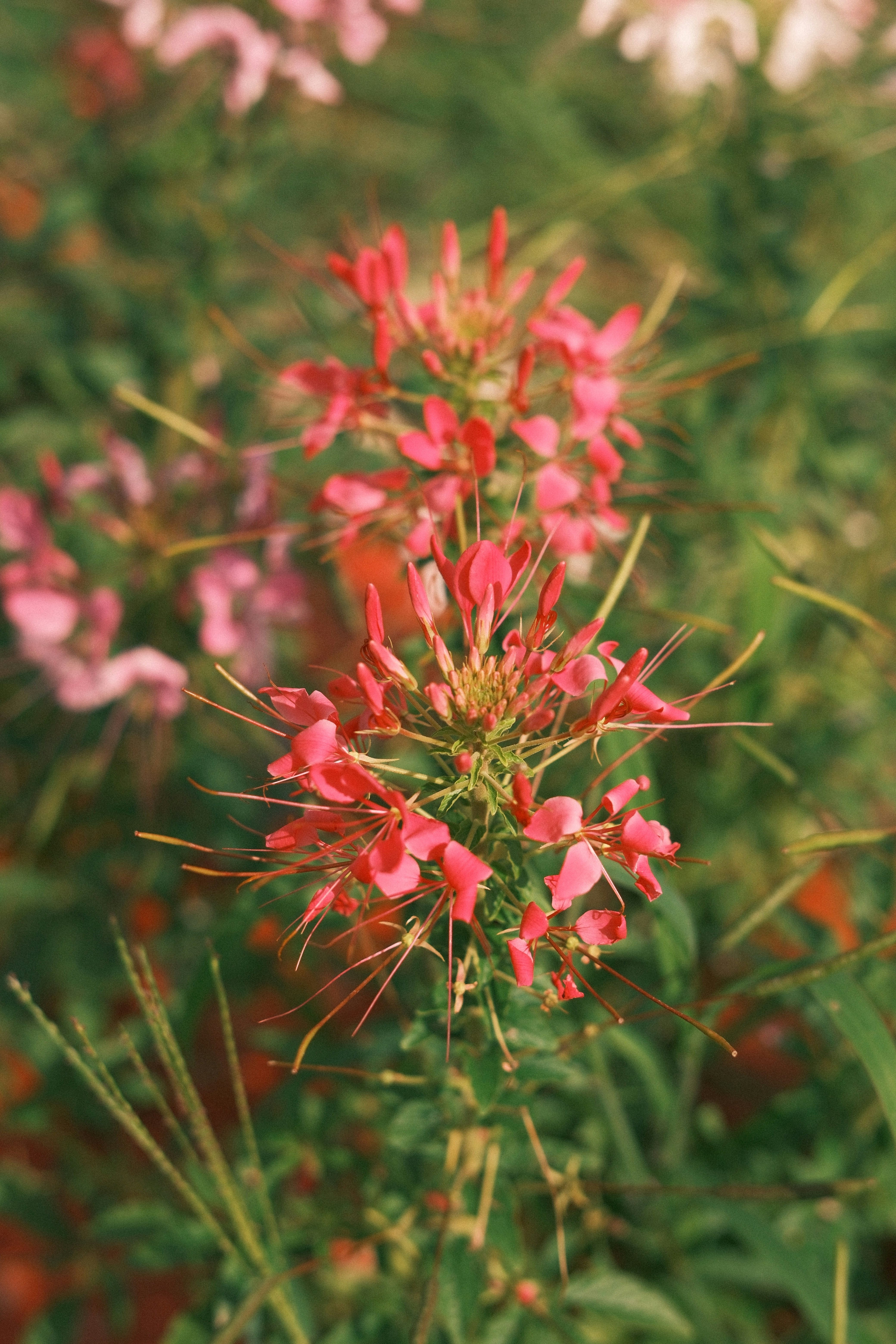 Photo by taylorheeryphoto