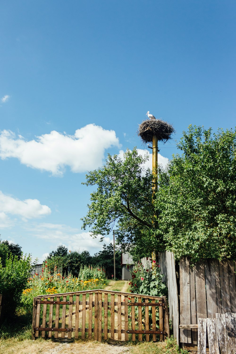 a tall flower stalk in a garden