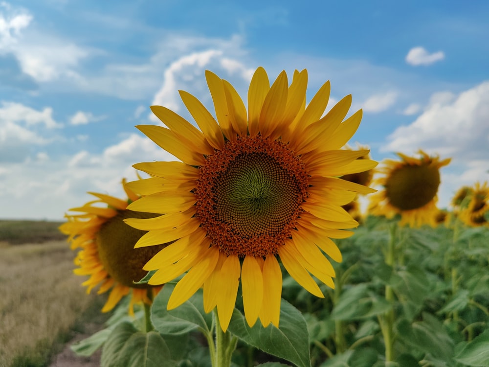 a close-up of a sunflower
