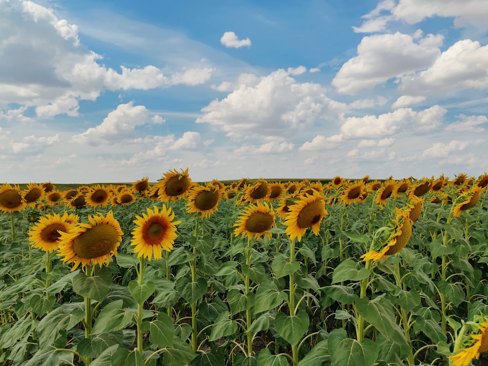 a field of sunflowers