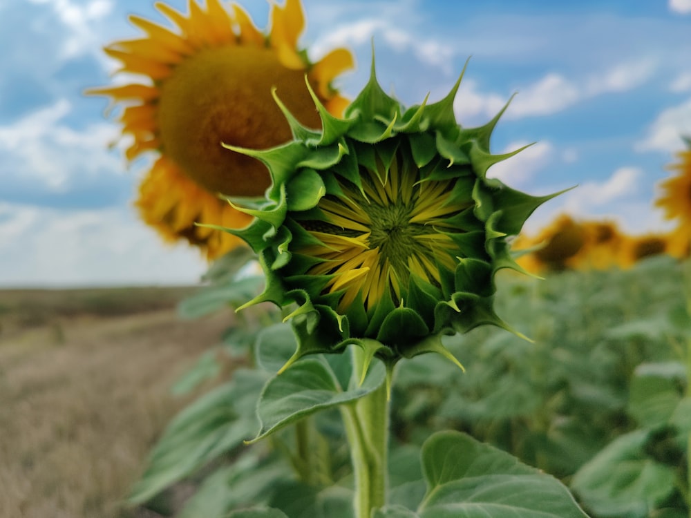 a close up of a sunflower