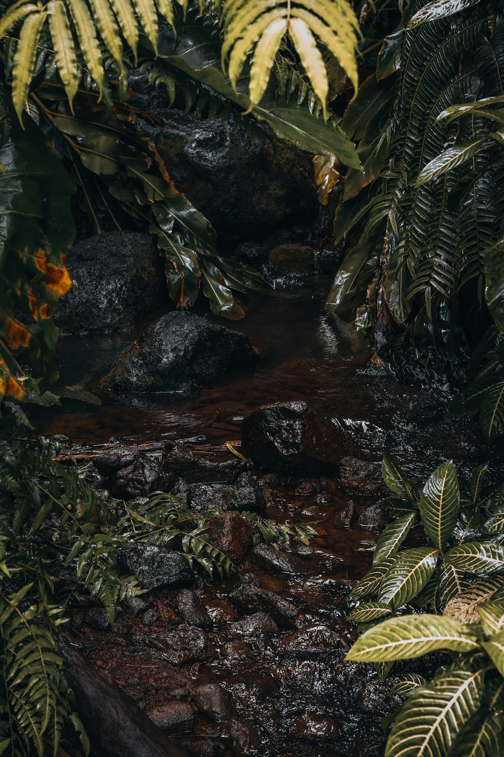 a small stream with rocks and plants
