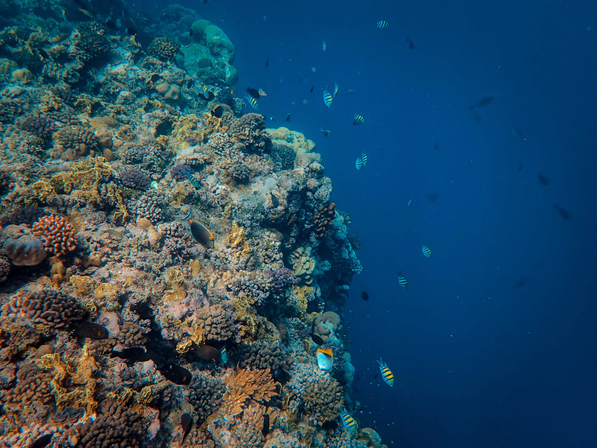 Red Sea coastline near NEOM