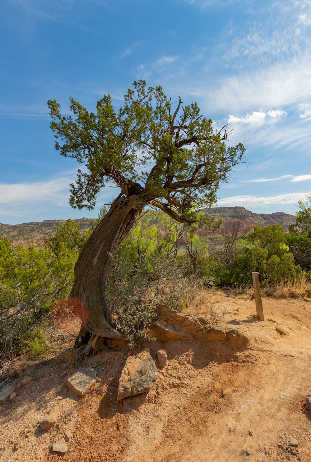 a tree in a desert