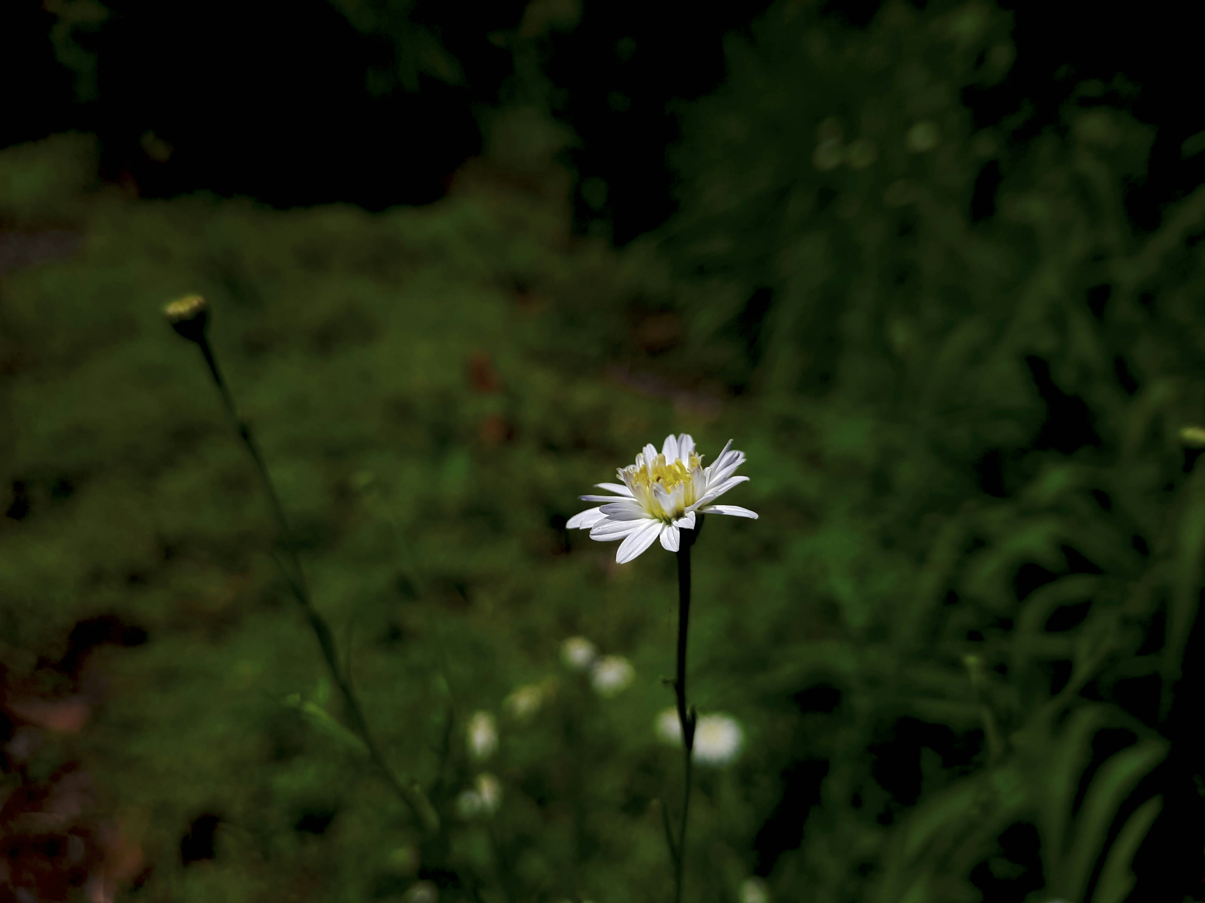 blume mit draht am stiel