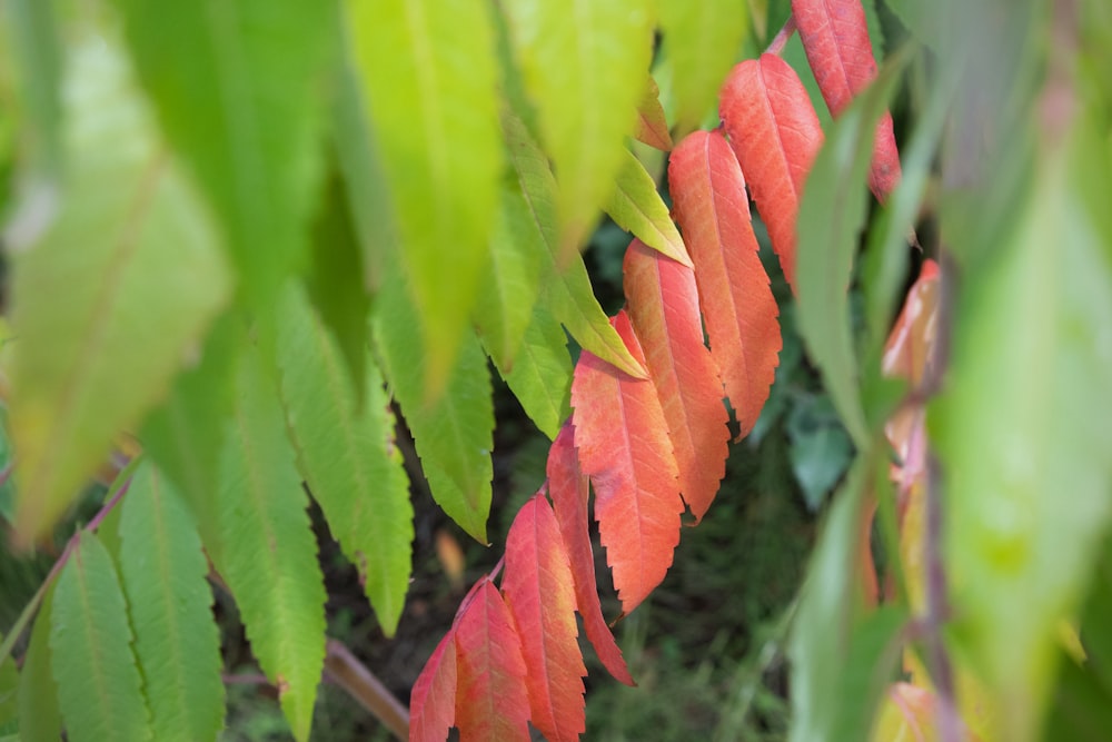 a close up of a plant