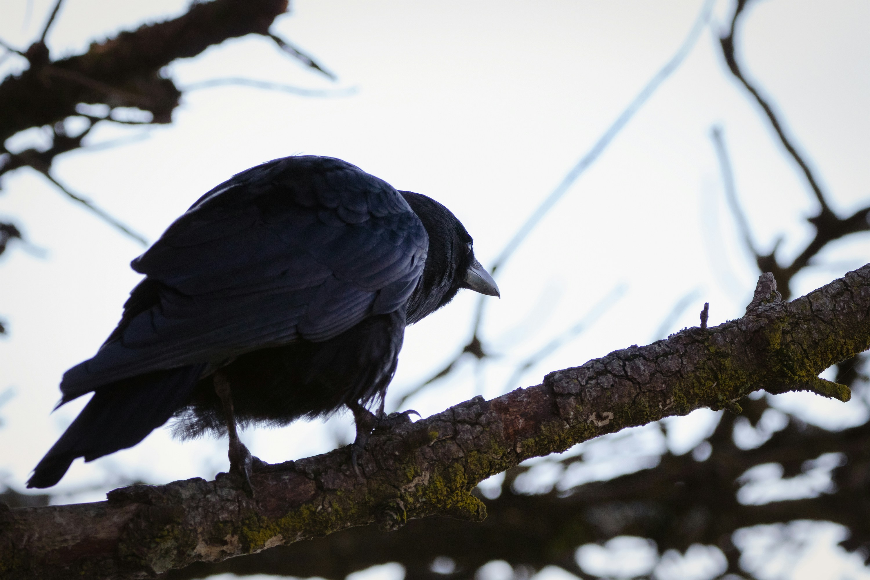 Photo by cirlbunting