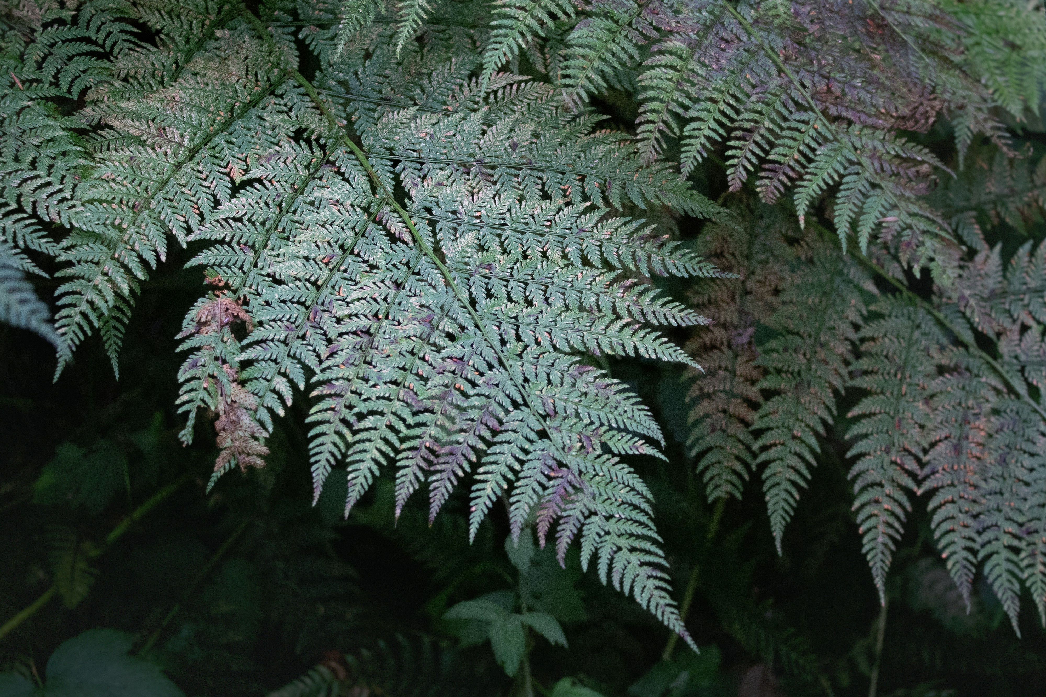 Photo by cirlbunting