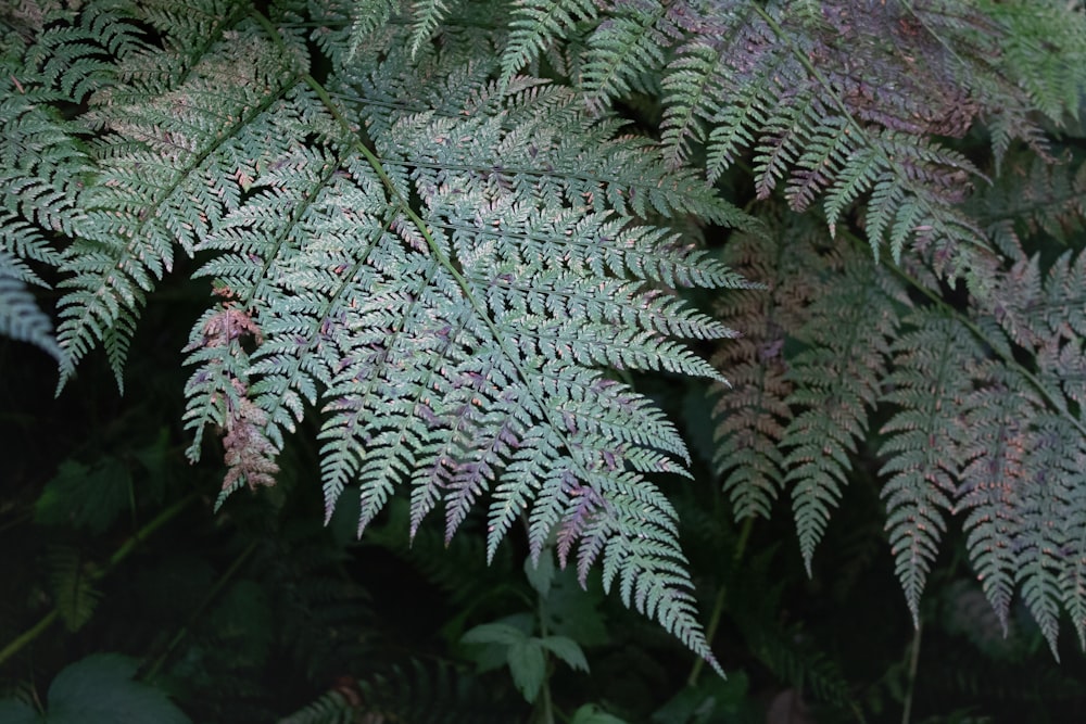 a close-up of some plants