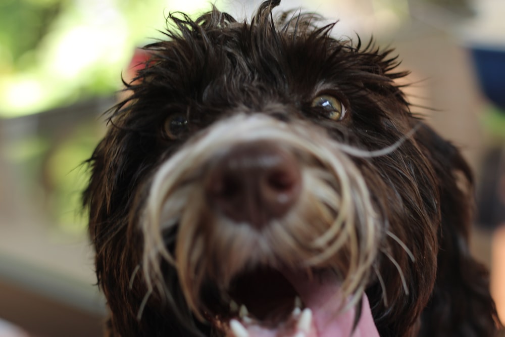 Ein Hund mit menschlichem Gesicht