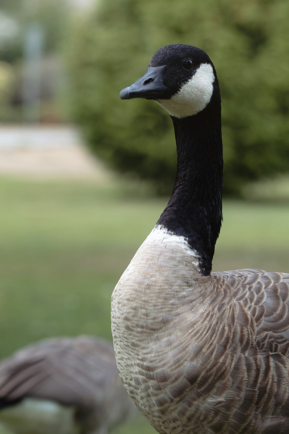 a goose with a duck head