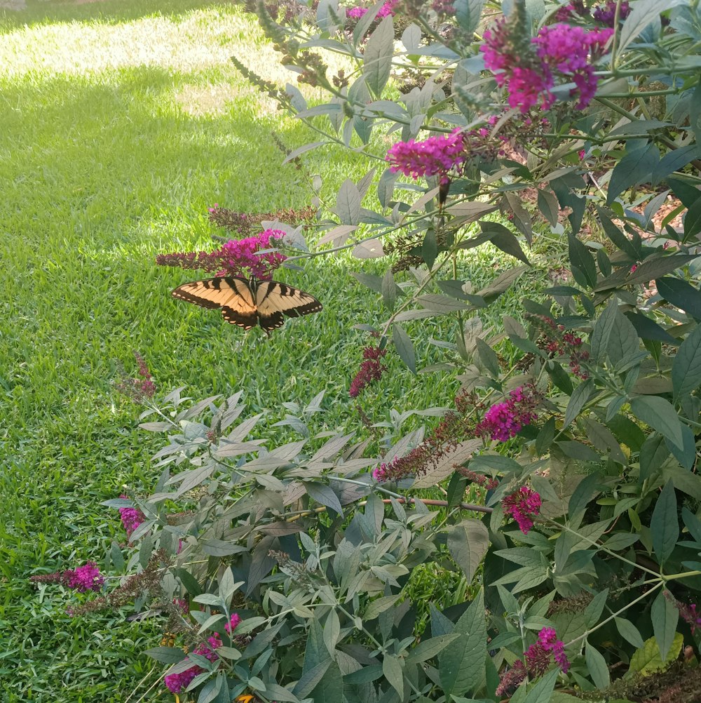 a butterfly on a flower