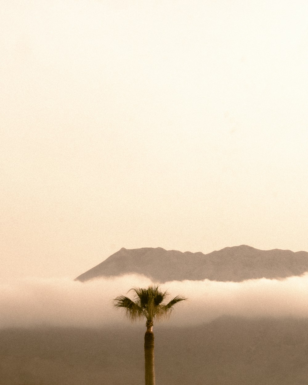 a palm tree in the middle of a foggy field