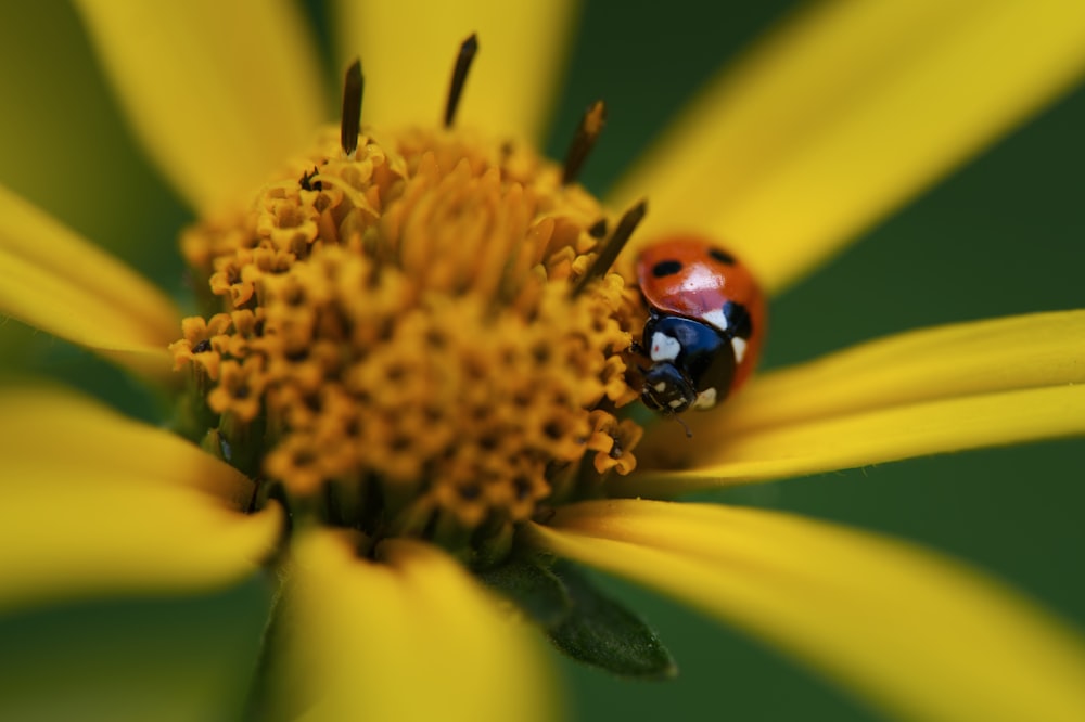a ladybug on a flower