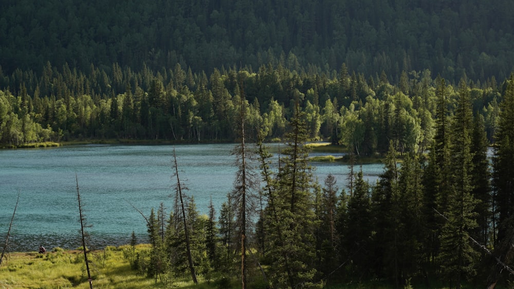 a lake surrounded by trees