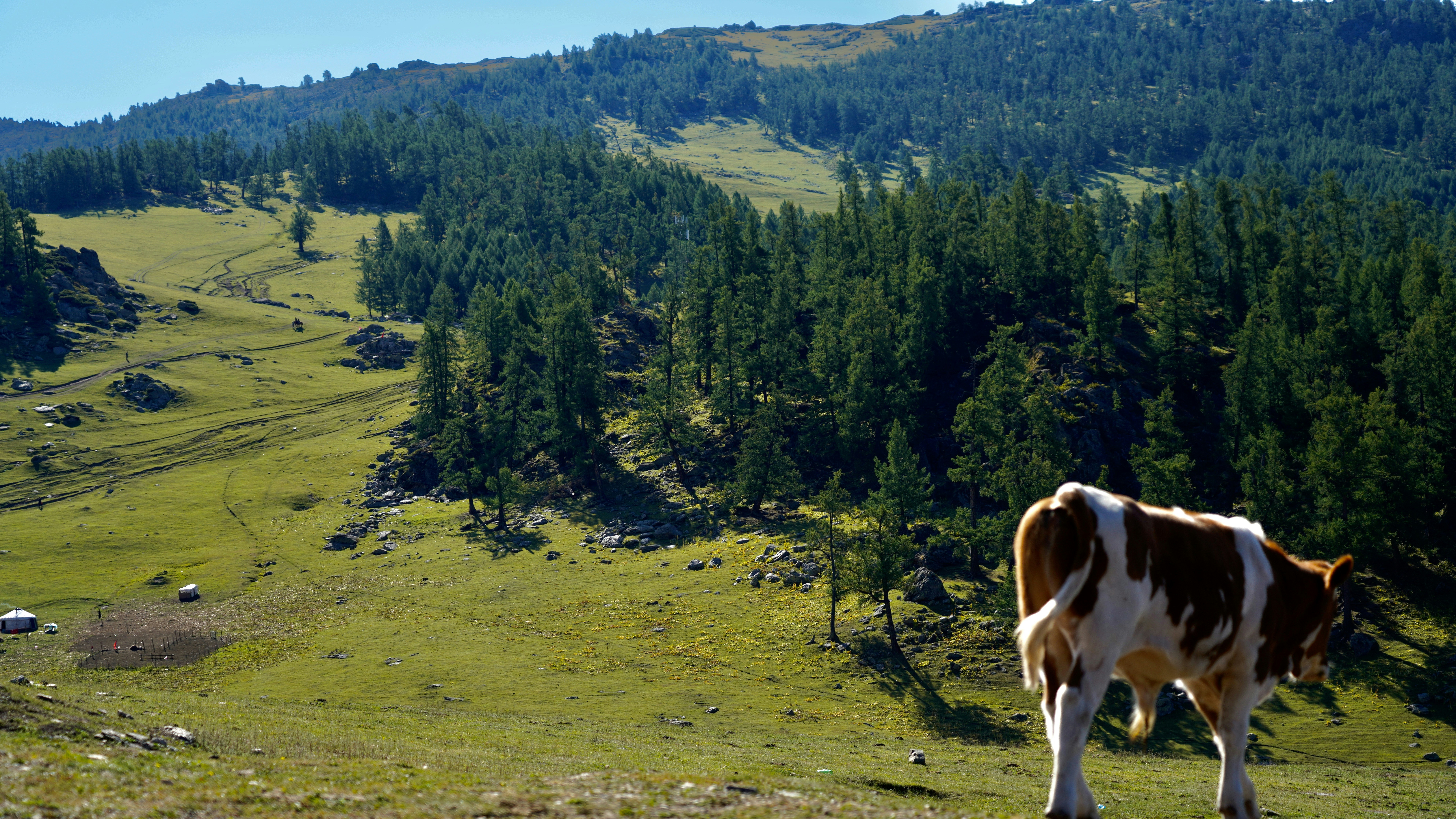 uma vaca de pé em uma colina