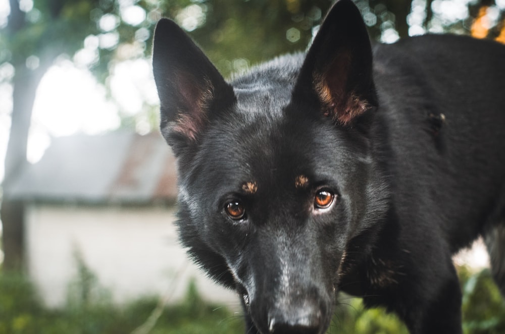 a black dog with brown eyes