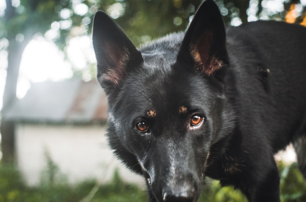 Un cane nero con gli occhi marroni