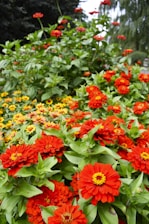 A vibrant garden in full bloom with a variety of flowers and vegetables thriving in a Zone 6 climate.