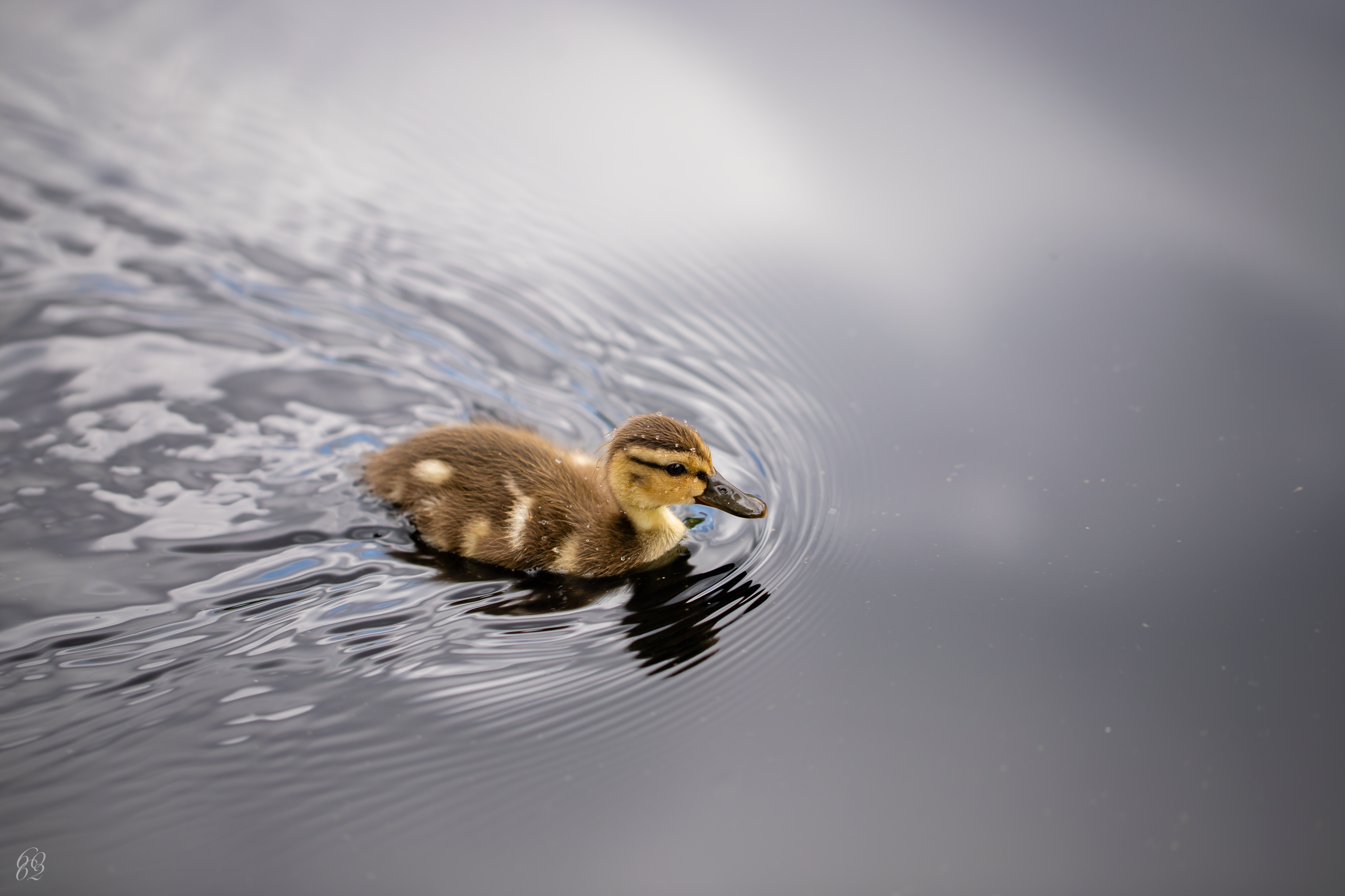 Photo by dillydallying