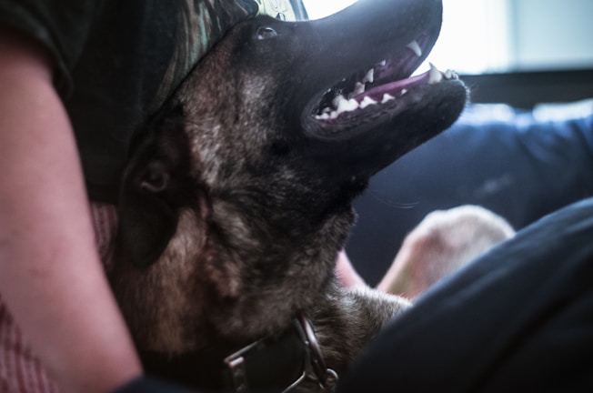 A calm dog resting its head on its owner's lap during a training session.