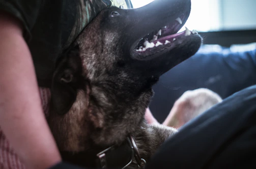 An intimate moment showing a relaxed dog resting its head on its owner's lap.