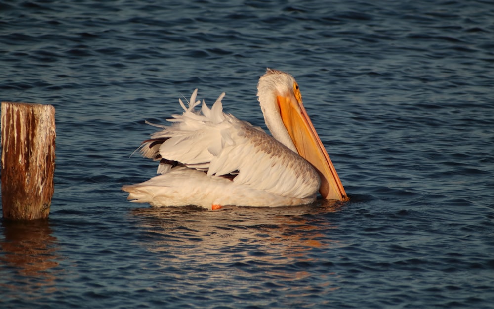 two birds swimming in water