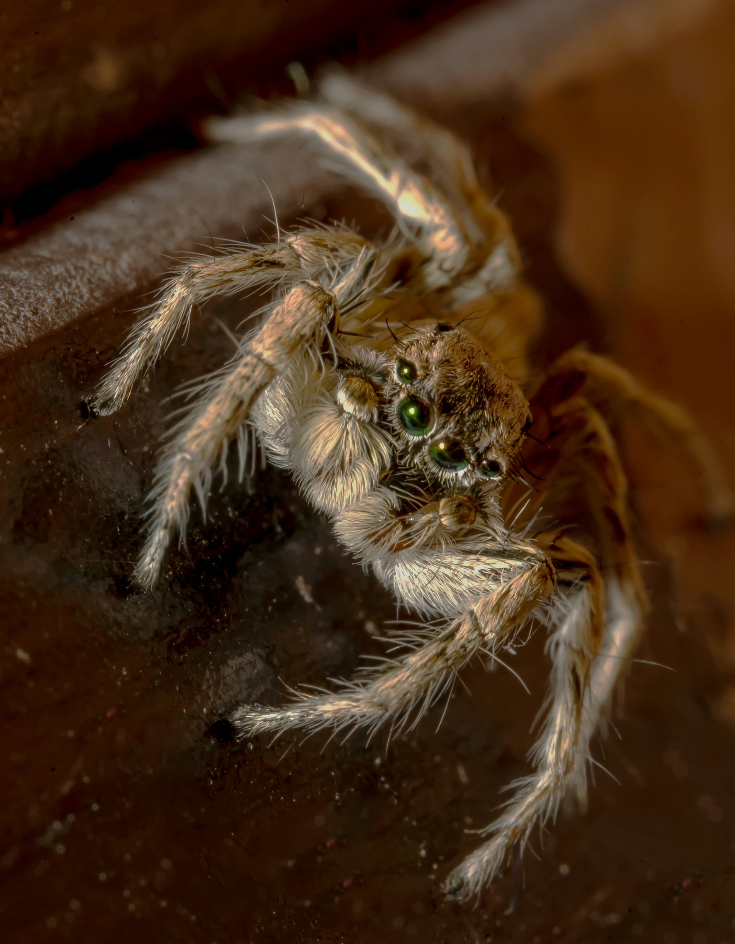 사람의 손가락에 거미 사진 – Unsplash의 무료 꽃 이미지, image size:3000x3852