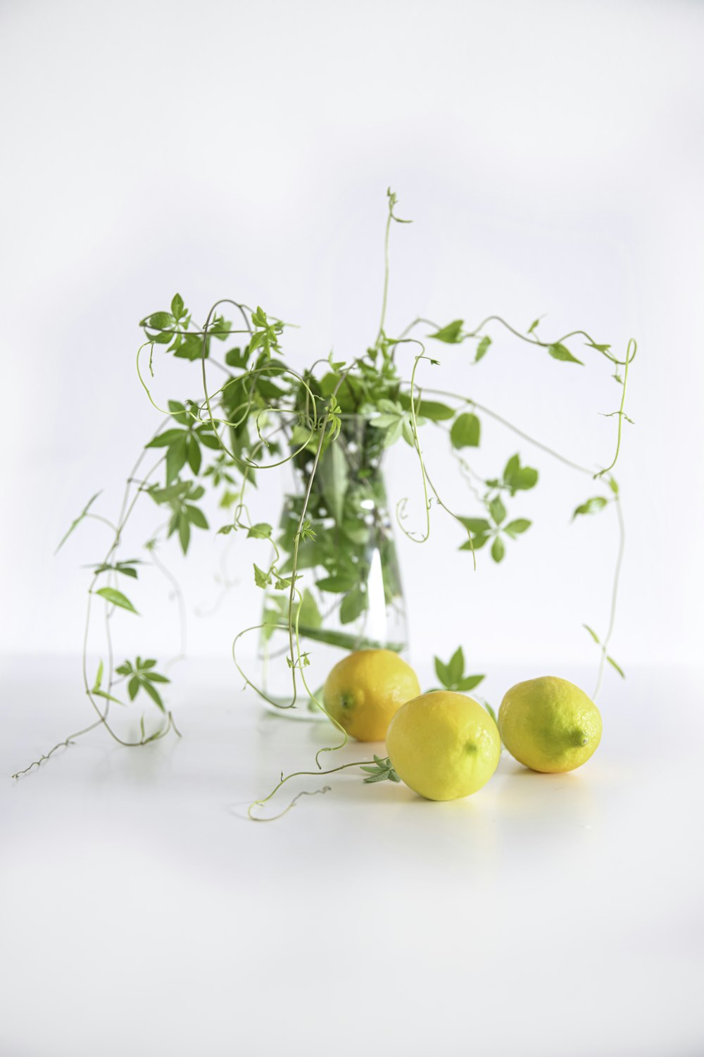 a plant with lemons