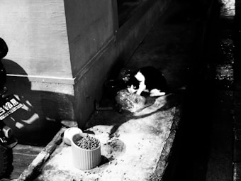A black and white cat sits on a stone platform next to a wall during nighttime. The scene is illuminated by a light casting shadows, and there's a small dish container with dry food nearby. The area appears damp with scattered debris and has a gritty, urban feel.