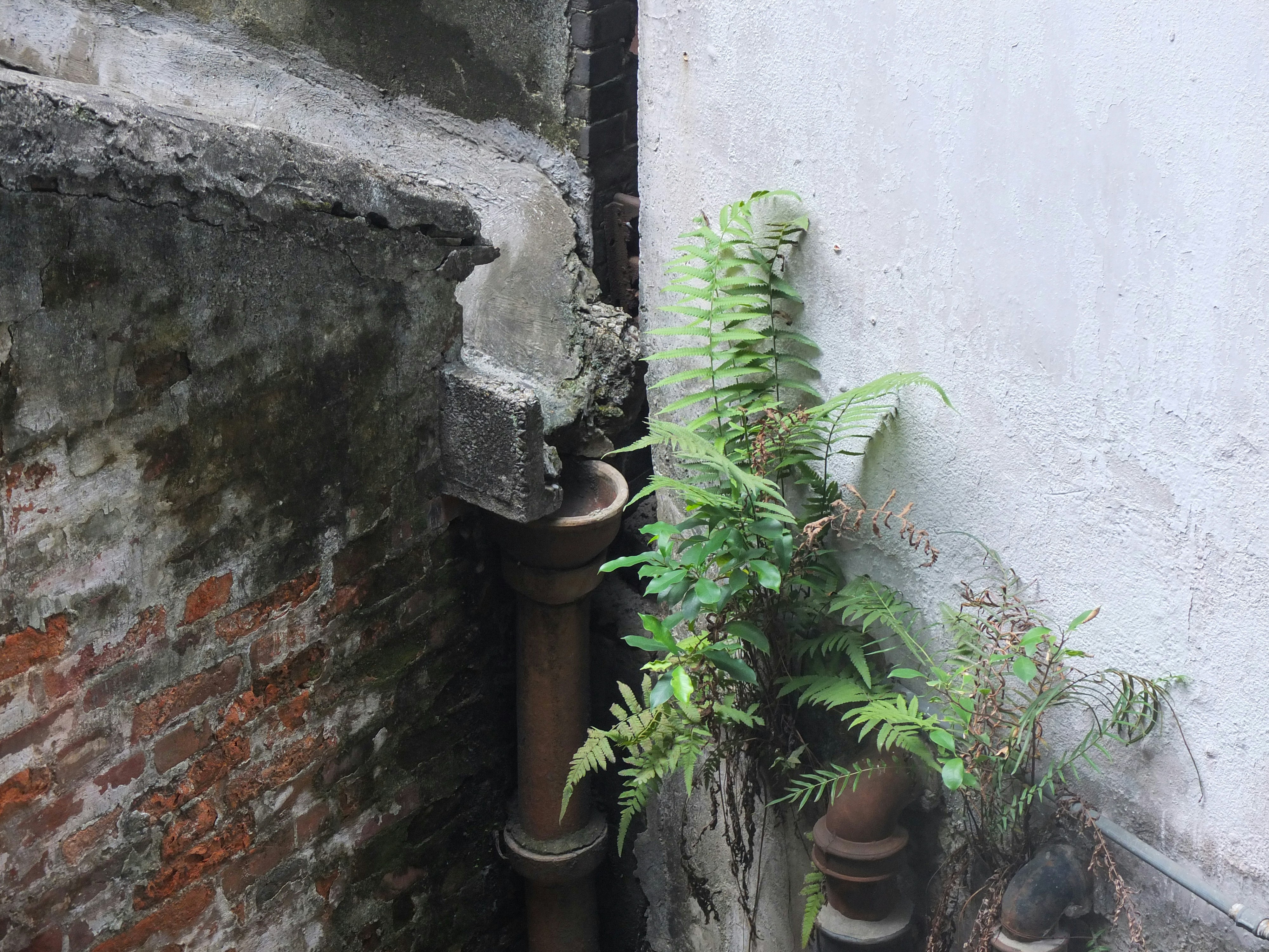 a group of plants in pots