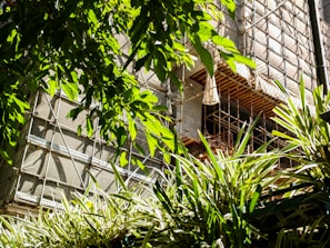 An urban setting with a building under construction is partially hidden by large green leaves and foliage. Scaffolding and protective coverings are visible, indicating ongoing renovation or construction work. Bright sunlight filters through the leaves, casting shadows on the building surface.