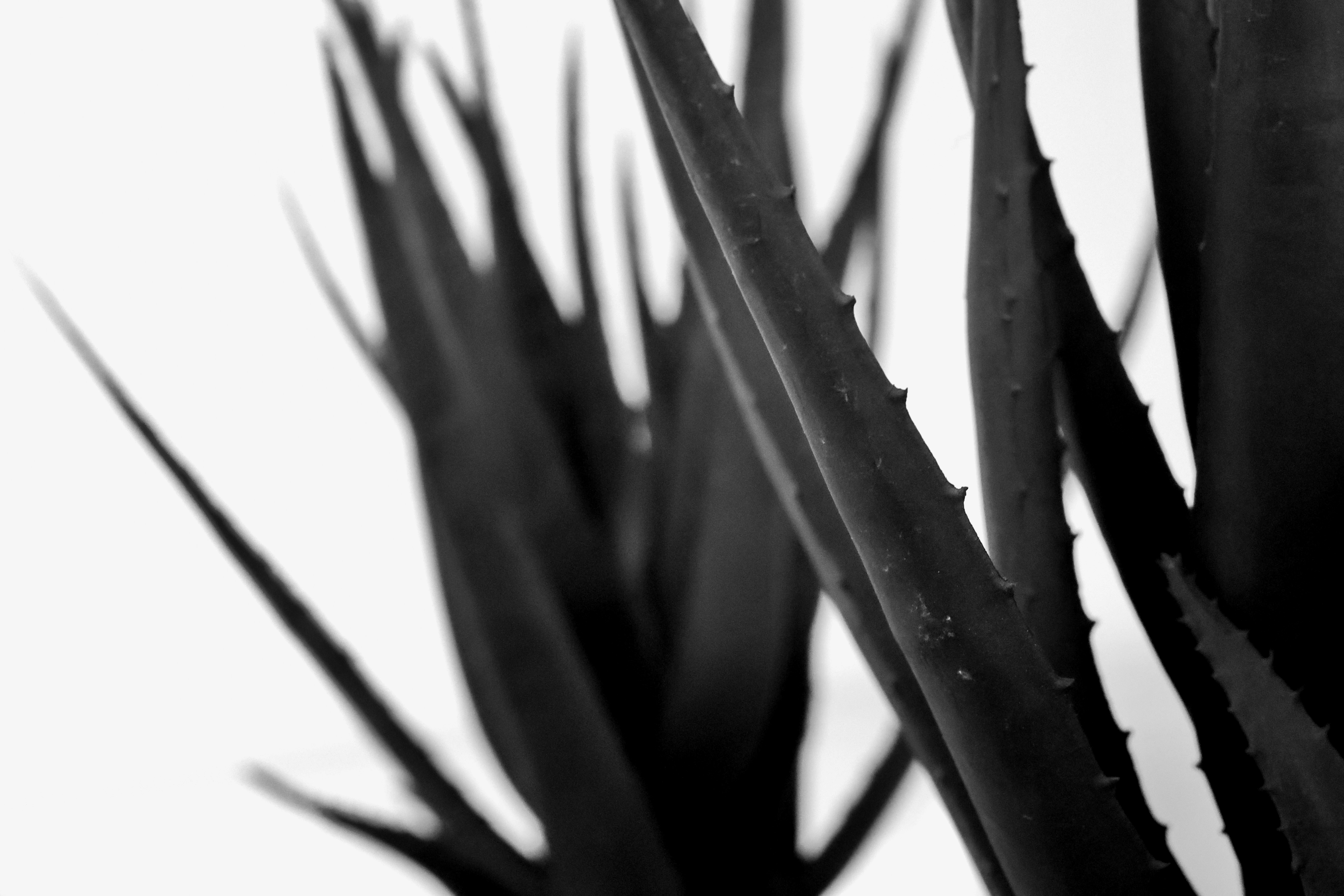 Photo by joshua_hoehne