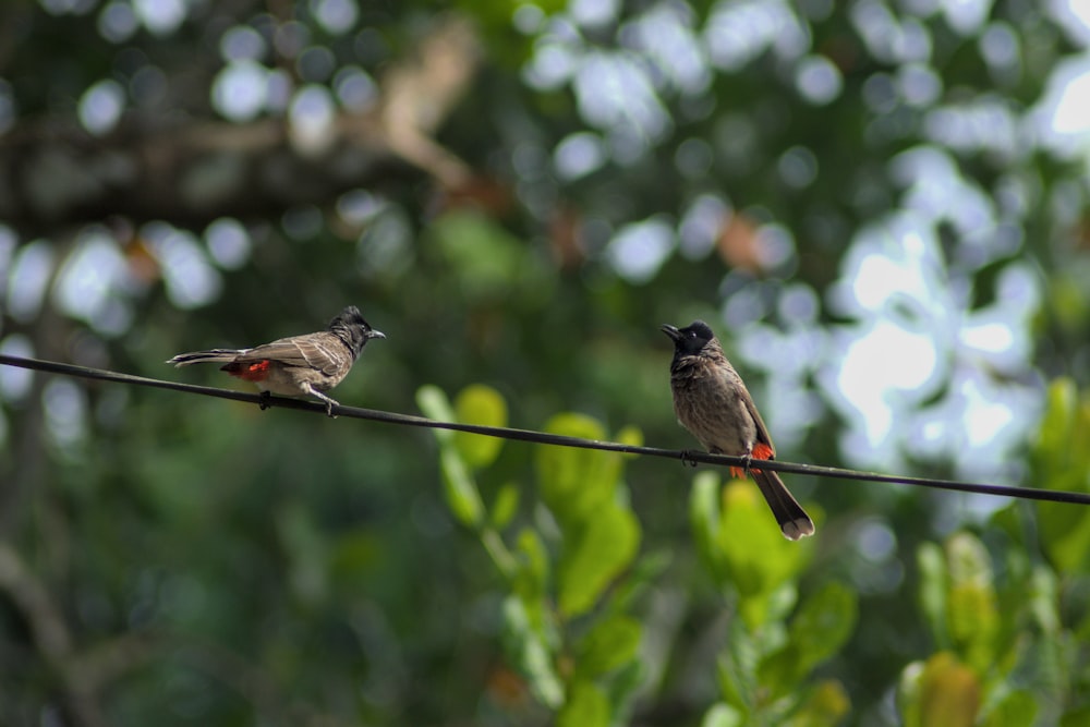 birds sitting on a wire
