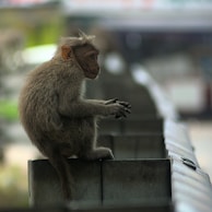 a monkey sitting on a ledge