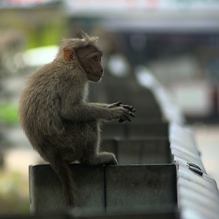 a monkey sitting on a ledge