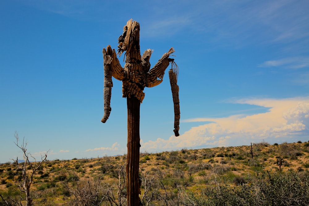 a cactus in a desert