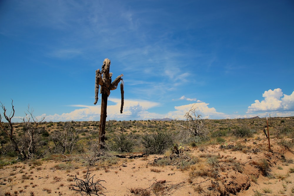 Un cactus in un deserto