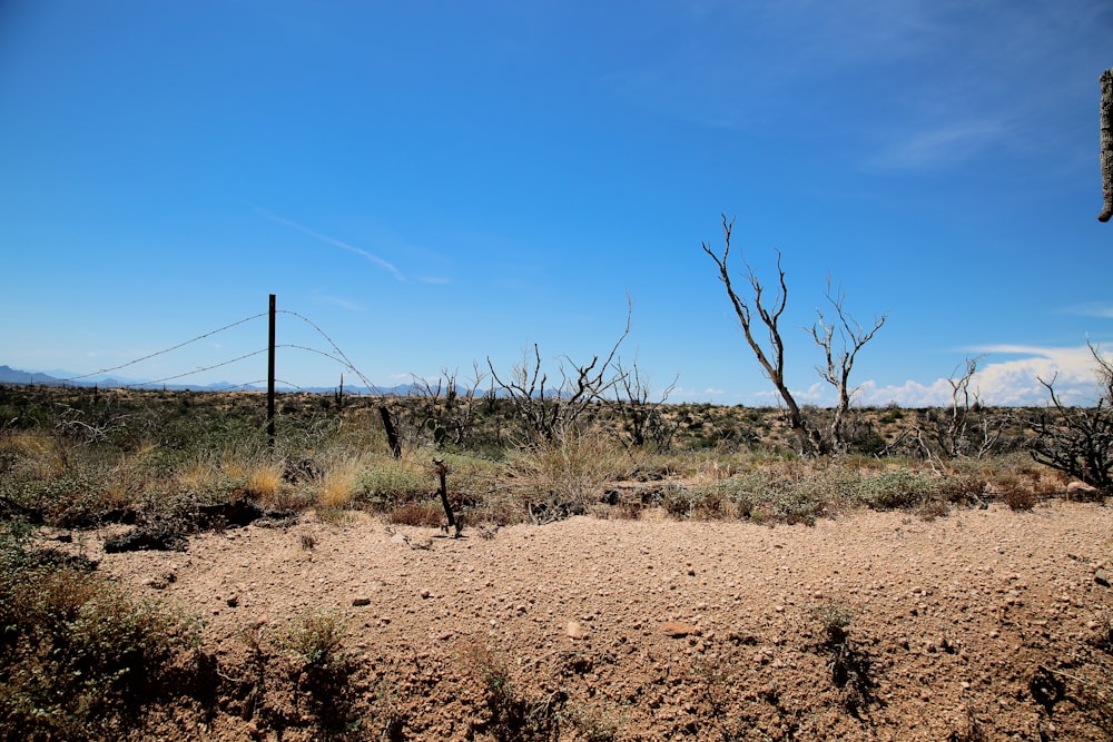 a field with trees and power lines